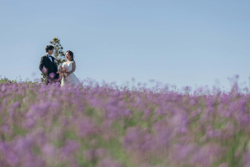 初夏の花、バーベナ*
