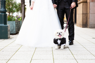 ペットと一緒に撮影できる全国の419スタジオを比較 前撮り 結婚写真 フォトウェディングのphotorait