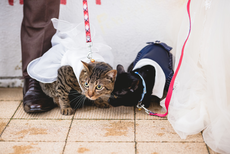 マーブルリゾートウェディング神戸【MARBLE RESORT WEDDING 神戸】_ペットと一緒に撮影できる