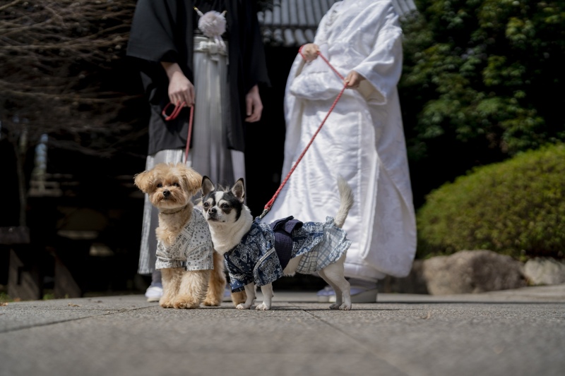 ペットのソロカットも！