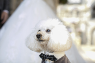 ハートフィールド【PREMIUM PHOTO】三島