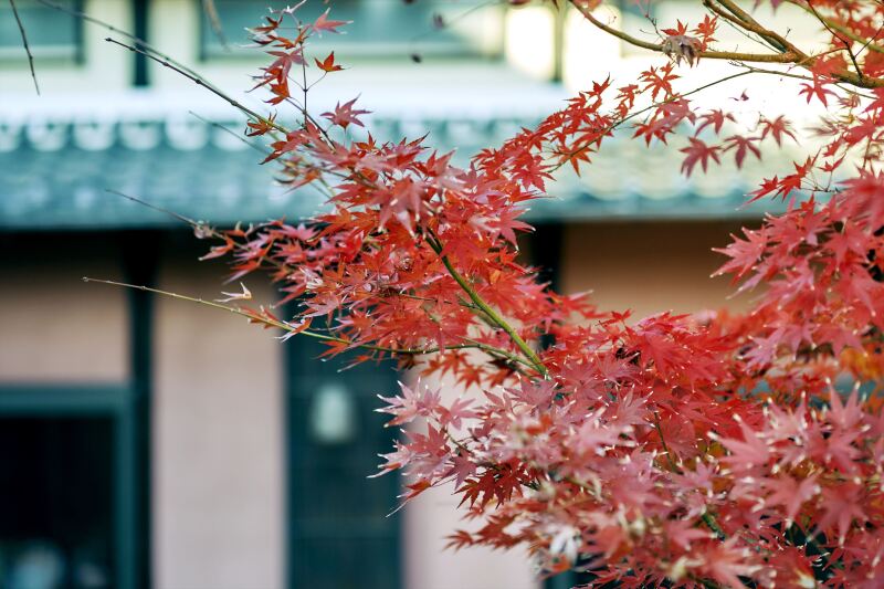 四季を感じられる日本庭園
