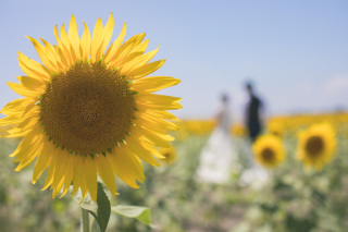 夏と言えばひまわり！！