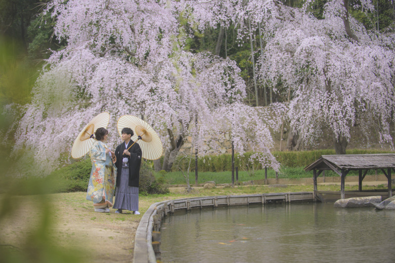 満開の枝垂れ桜