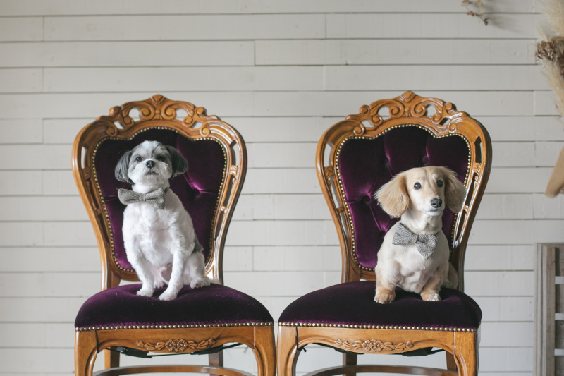 ワンちゃんも一緒に…