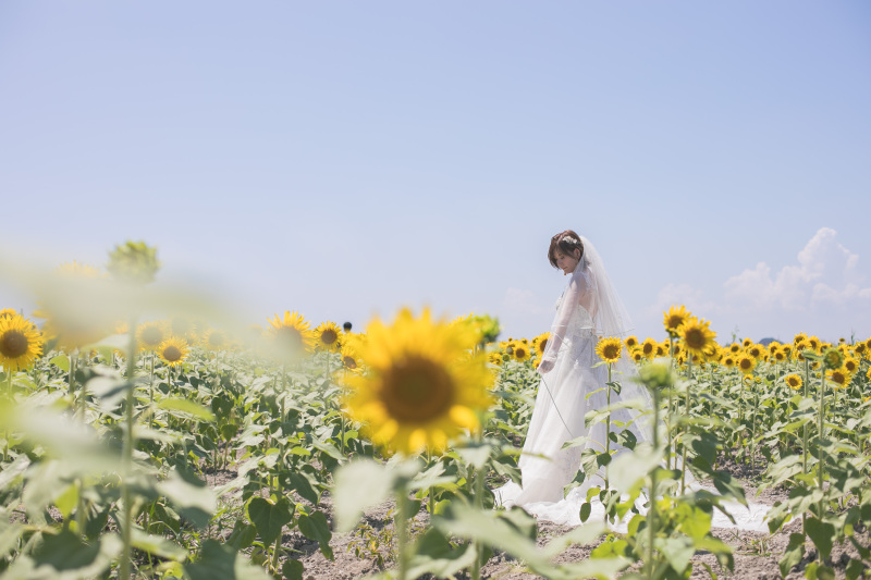 たくさんのひまわりに囲まれて…