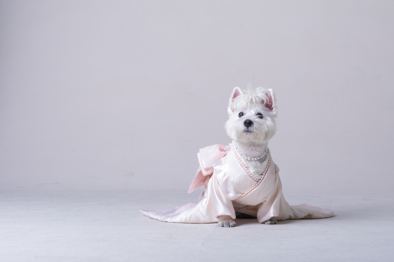 フォトスタジオRADIANCE 岡山本店_ペットと一緒に撮影できる