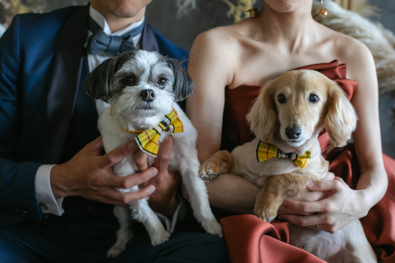 わんちゃん大好きです！
ペットも大切な家族。
素敵な写真を一緒に残しましょう！