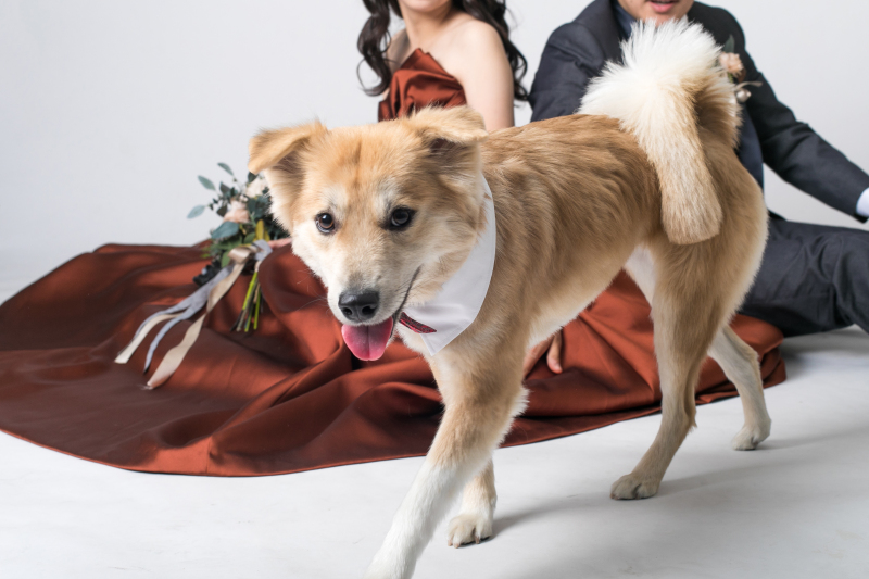 【ペットと一緒に和装洋装ロケプラン】和装洋装各1点データ付き|衣装・ヘアメイク・着付け・データ約200枚