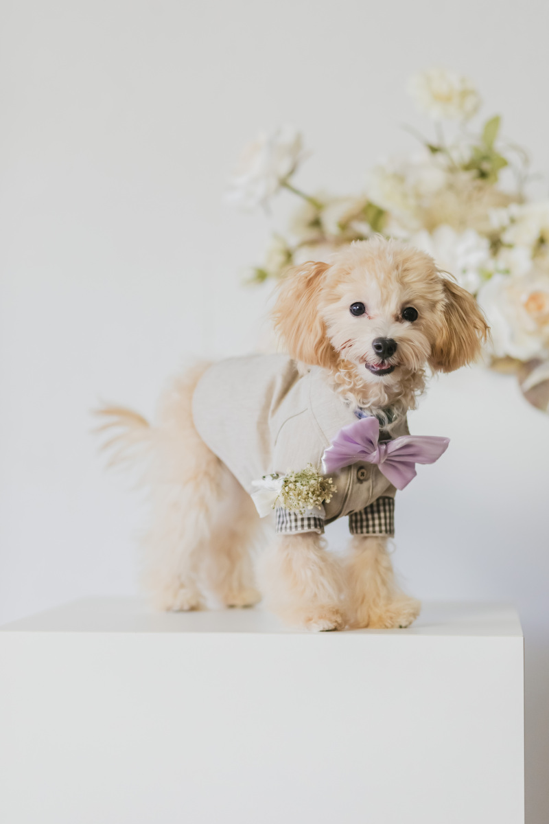 【ペットと一緒にスタジオ洋装プラン】洋装1点データ付き