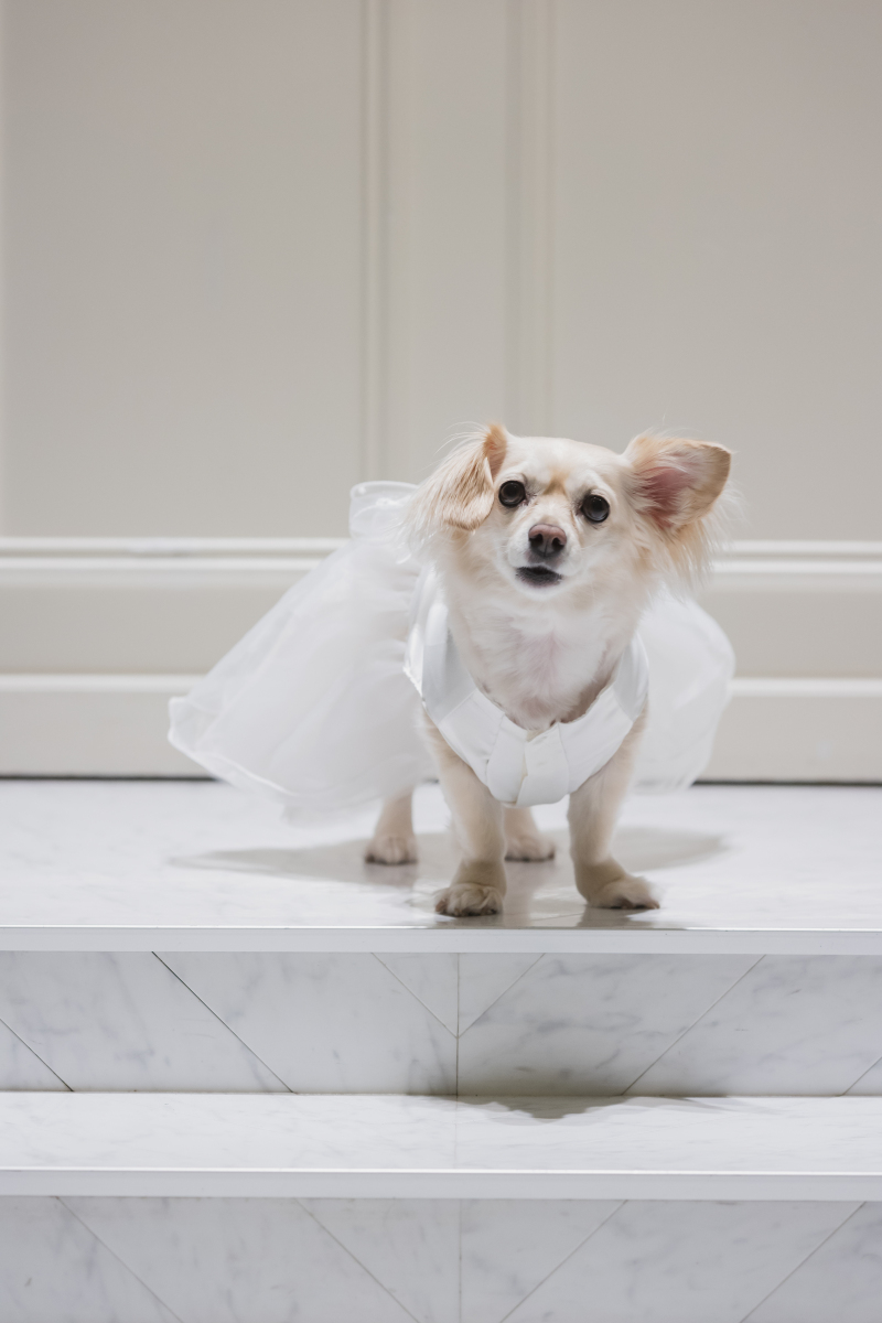 【わんちゃんも一緒に|挙式風フォトプラン】チャペルで洋装1点