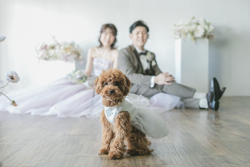 【ペットと一緒にスタジオ洋装プラン】洋装1点データ付き