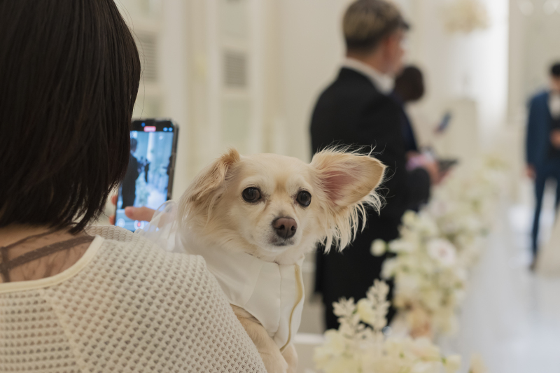 【わんちゃんも一緒に|挙式風フォトプラン】チャペルで洋装1点