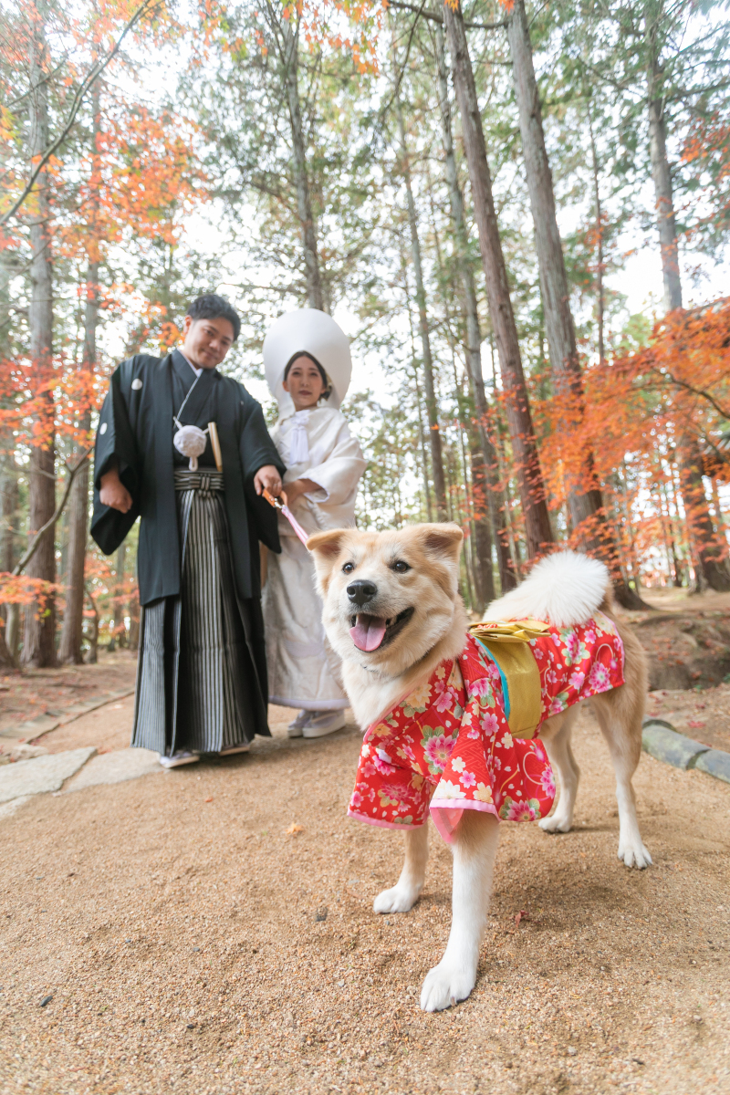 【ペットと一緒に和装洋装ロケプラン】和装洋装各1点データ付き|衣装・ヘアメイク・着付け・データ約200枚
