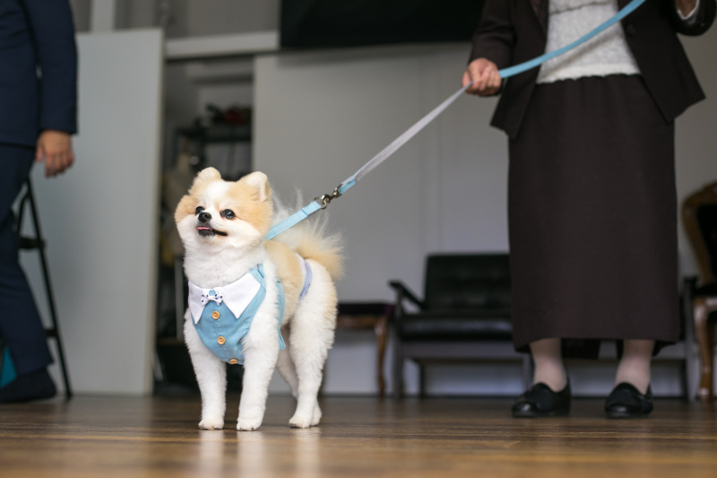 【ペットと一緒にスタジオ和装プラン】和装1点データ付き|衣装・ヘアメイク・着付け・データ約100枚