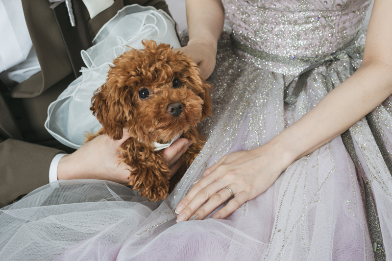 【ペットと一緒にスタジオ洋装プラン】洋装1点データ付き