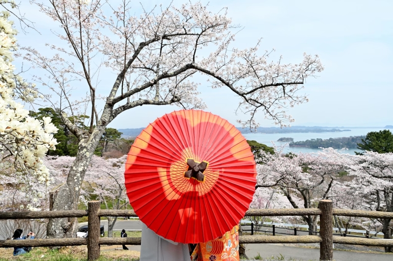 アドバンス ウェディング_ロケーション桜シーズン