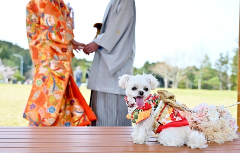 【ペットと一緒に】和装1着ロケーションプラン|衣装、美容、データ、着付け込み|全て含まれているので安心プラン
