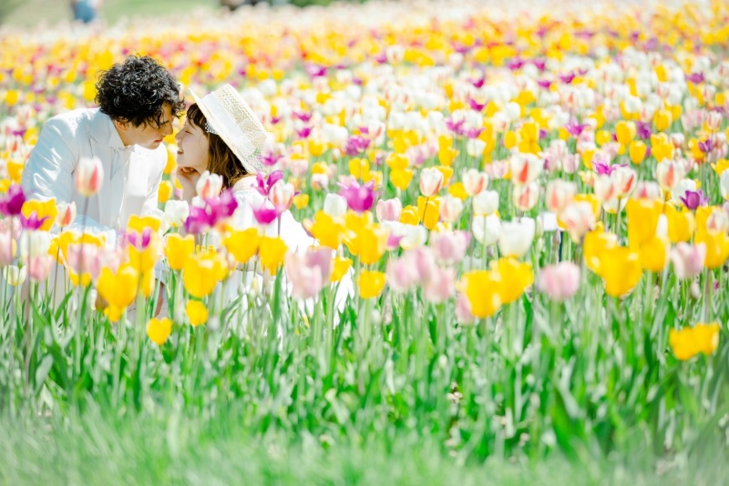 カラフルなチューリップの中で。