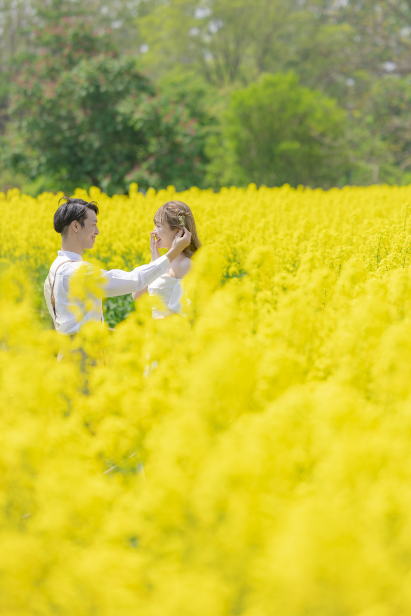 菜の花畑