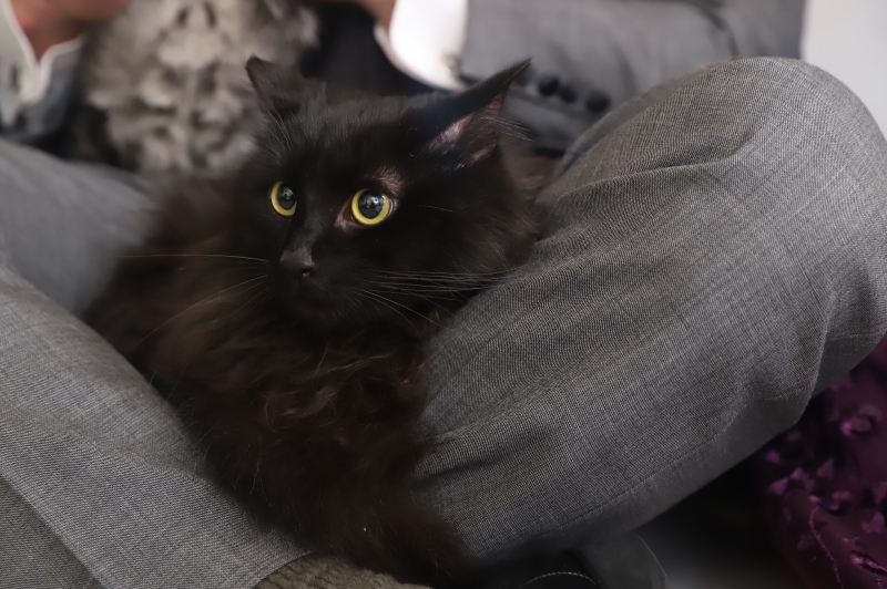 猫ちゃんソロショット