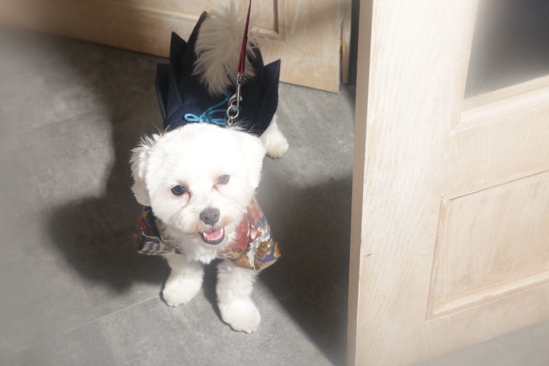 大切な家族、ペットとの残すおもいで