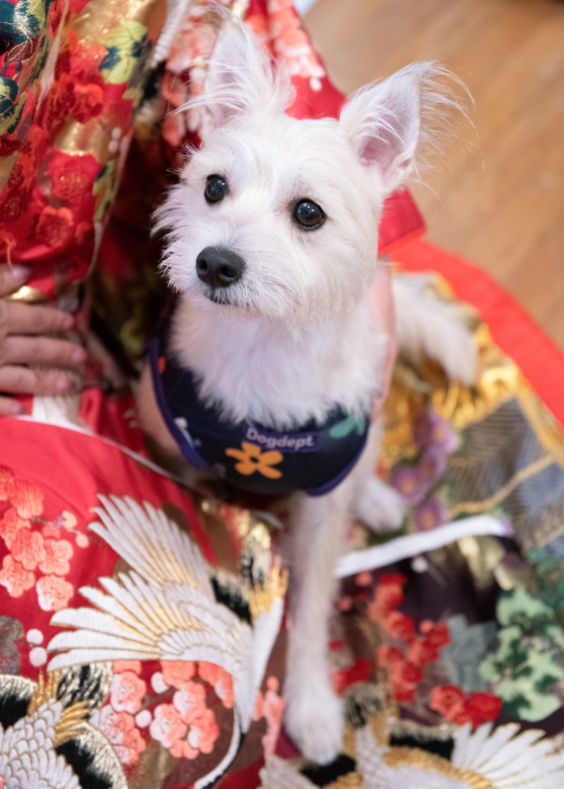 わんちゃんもソロショット♪