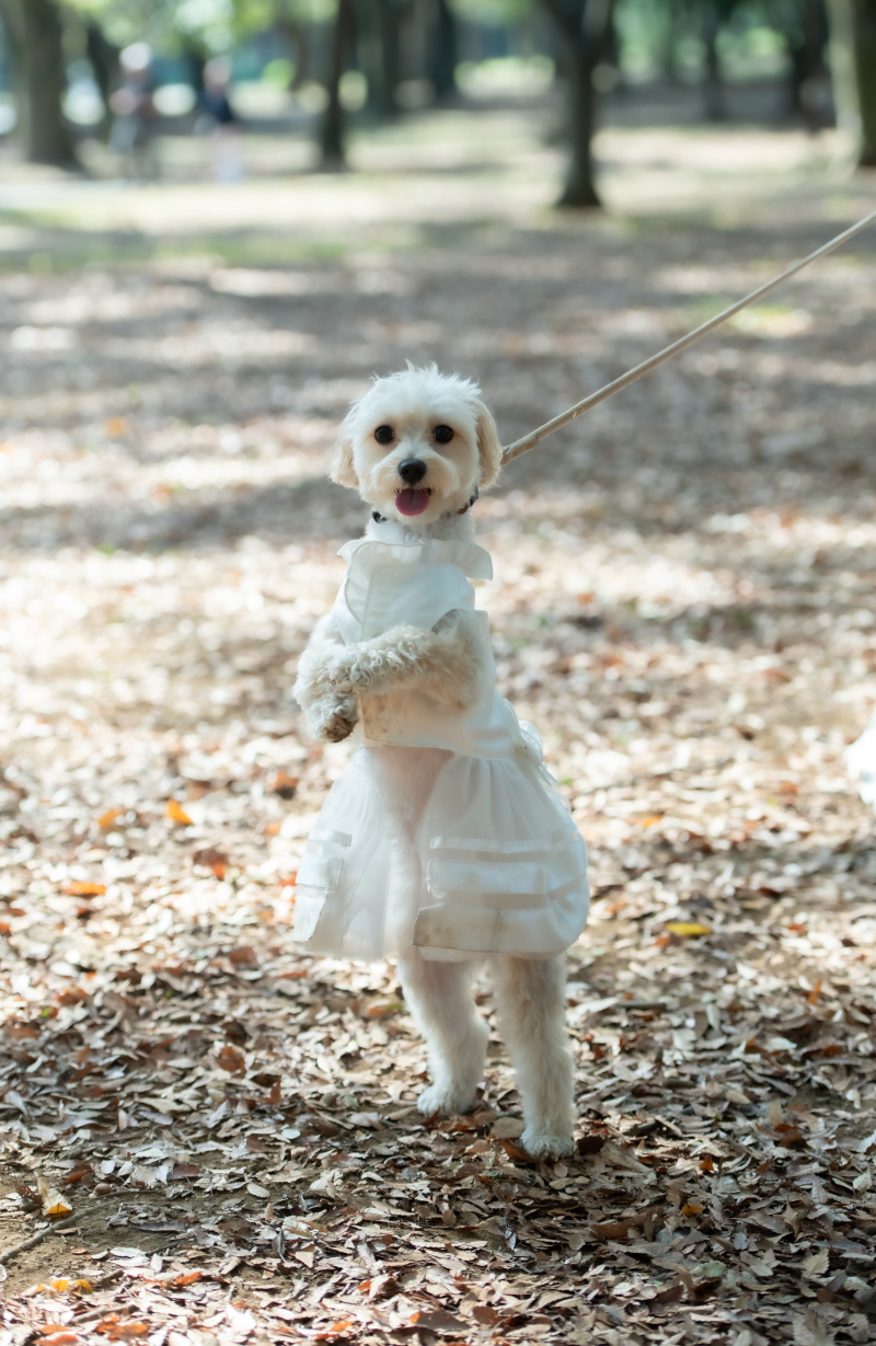 わんちゃんのソロショット♪