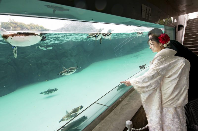 あっ★ペンギン！