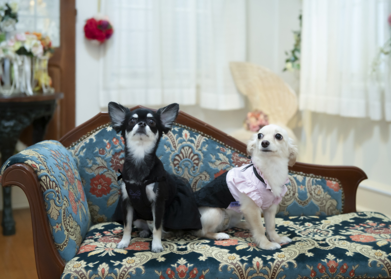 わんちゃんの2ショット