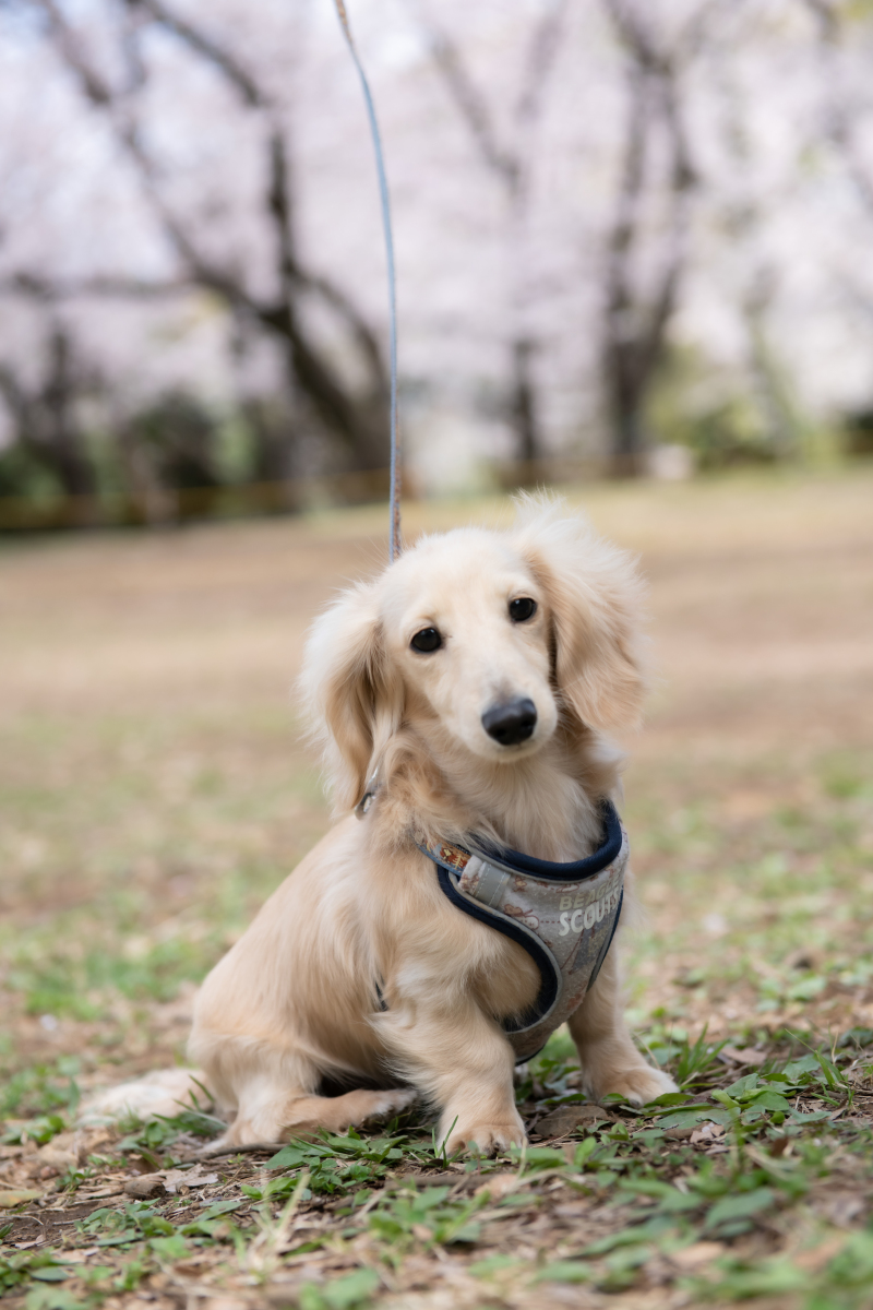 わんちゃんのソロショット♪