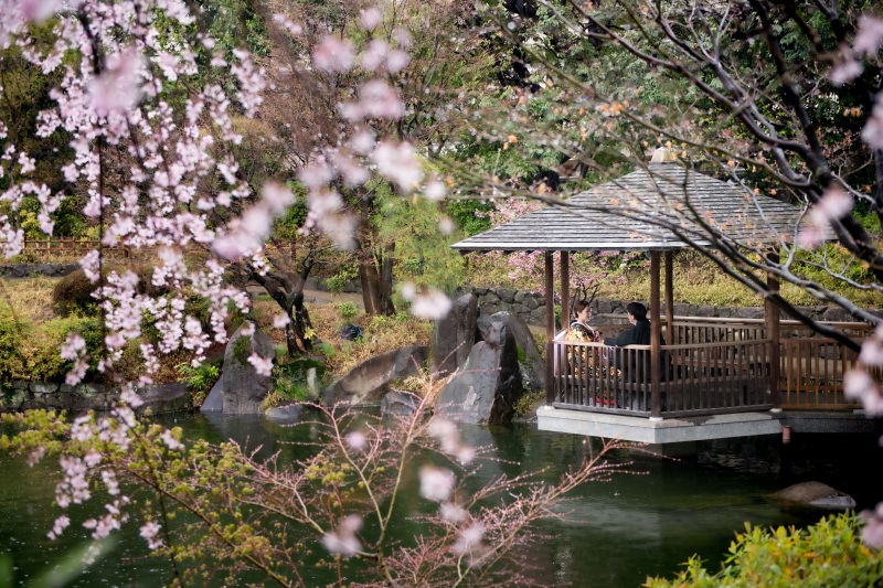枝垂れ桜の先に…