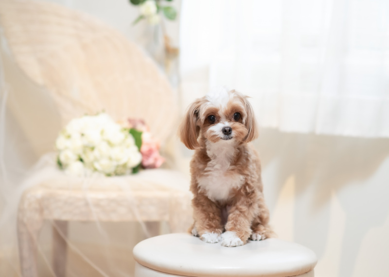 わんちゃんソロショットⅠ