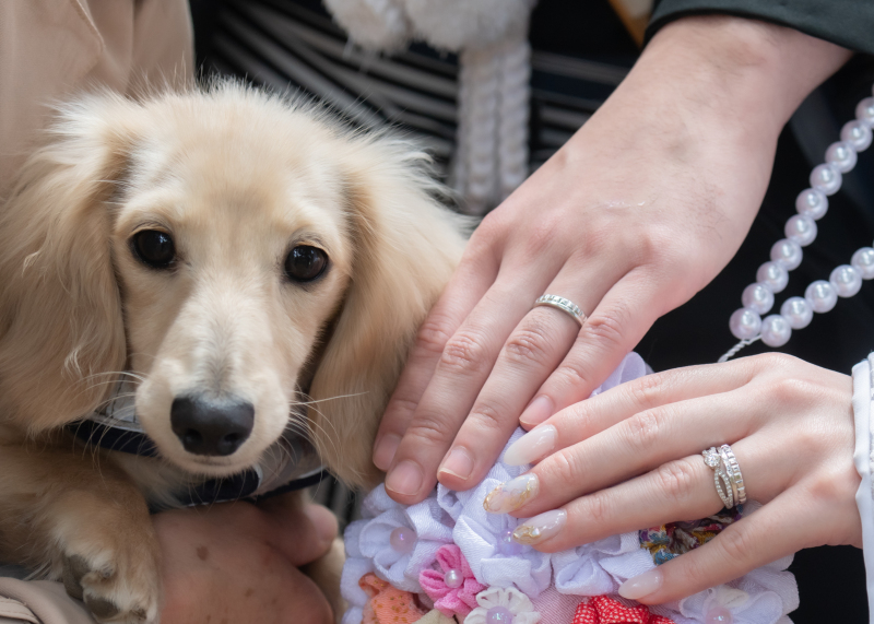 わんちゃんと指輪と♪