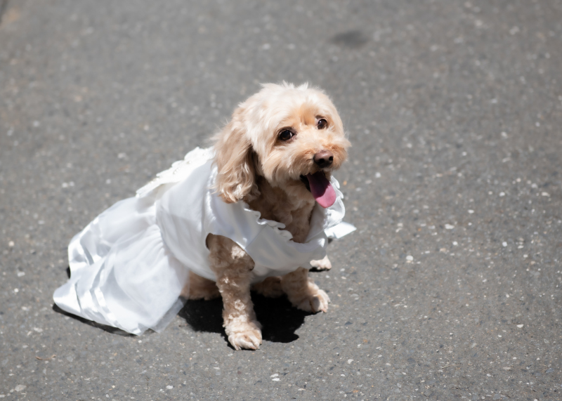 わんちゃんのソロショット♪