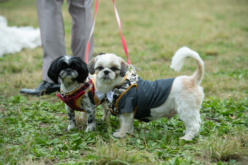 わんちゃんのショット♪