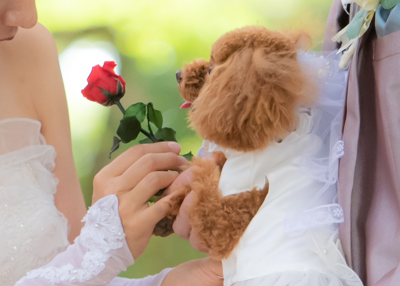 赤いお花をどうぞ！