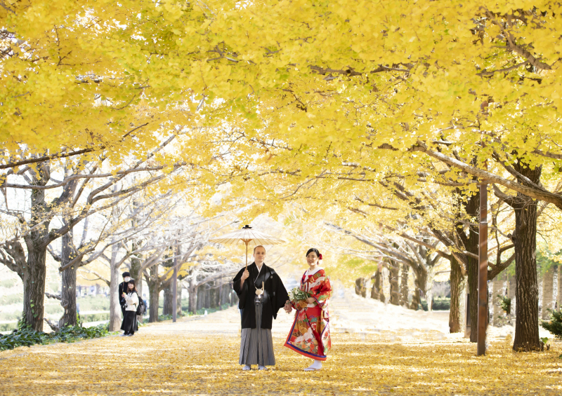 黄金のイチョウ並木