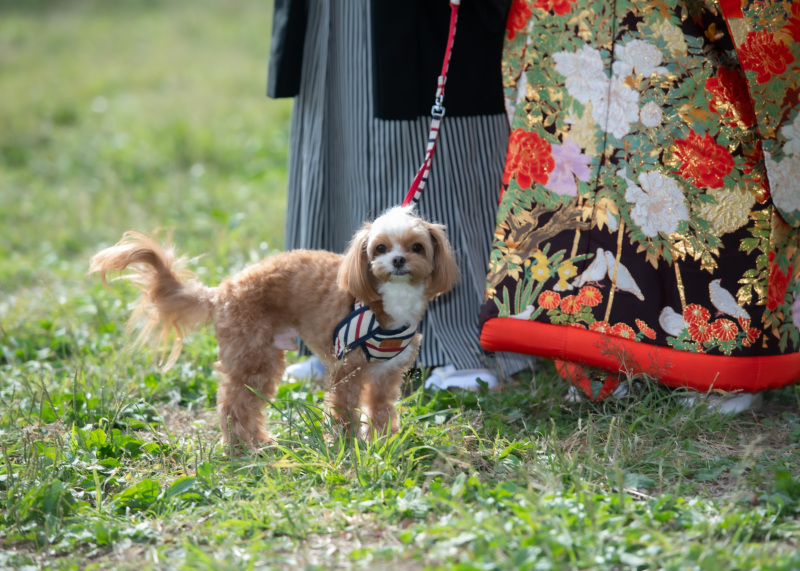 8月末迄の撮影で写真集プレゼント【家族やペット参加OK★和装代々木公園】衣装UP無料！美肌などの嬉しい加工付き♪