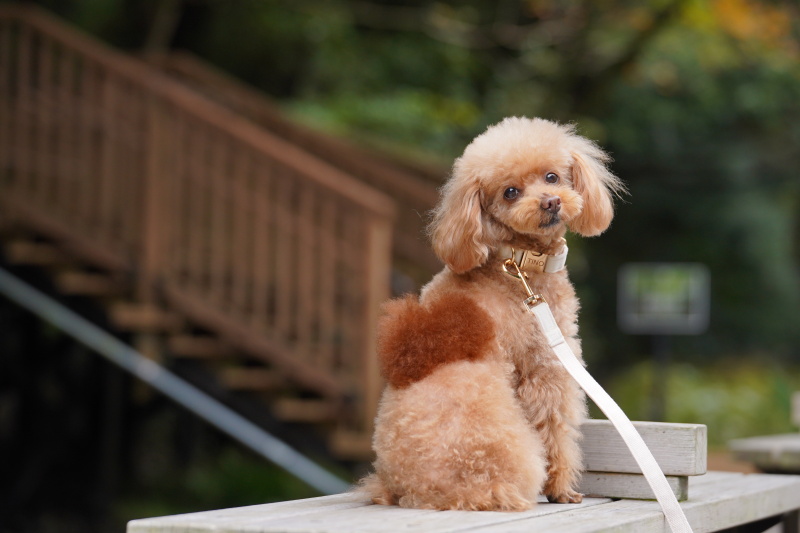 ワンちゃんの振り向きショット＾＾