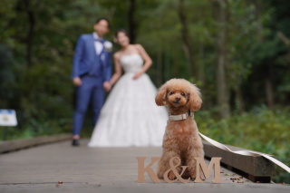 愛犬と撮る！ナチュラルロケーション撮影