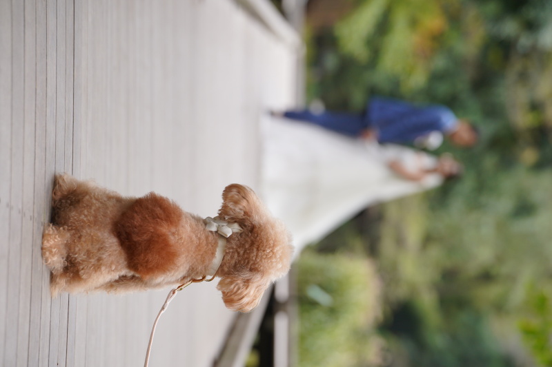 ワンちゃんの後ろ姿がキュートすぎます♡