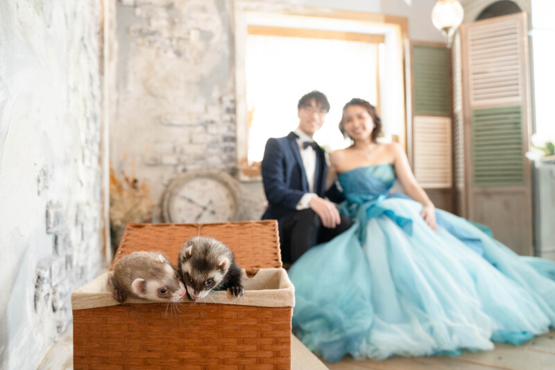 フェレットちゃんとスタジオ撮影