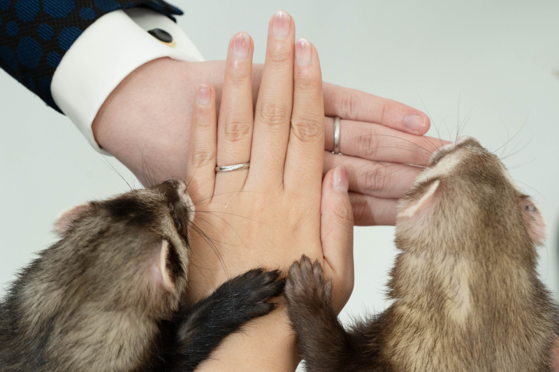 フェレットちゃん交えてのお手元ショット