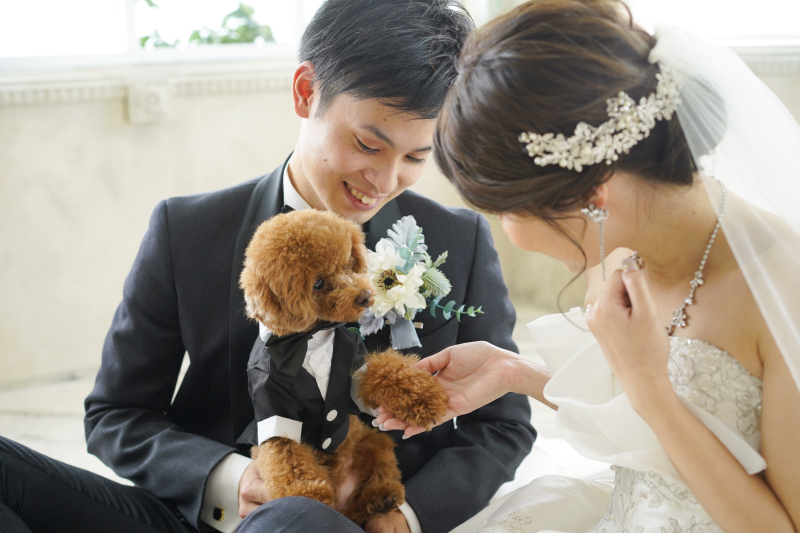 ペットちゃん用衣装もレンタル可能