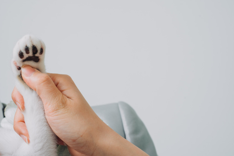 アンシャンテ東京_ペットと一緒に撮影できる