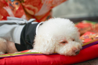 アンシャンテ東京_スタジオ