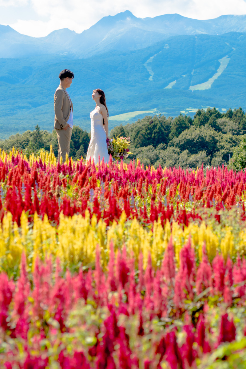 《カラフルなお花畑》那須フラワーワールド