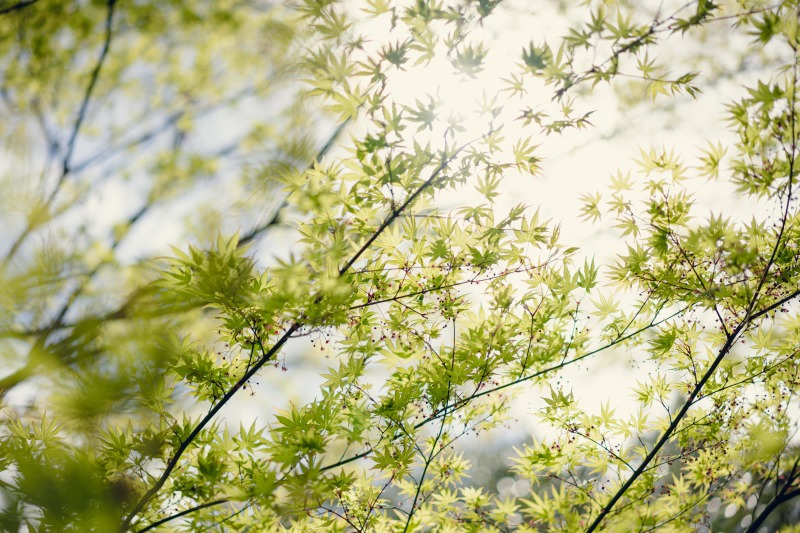 心地よい緑に包まれて