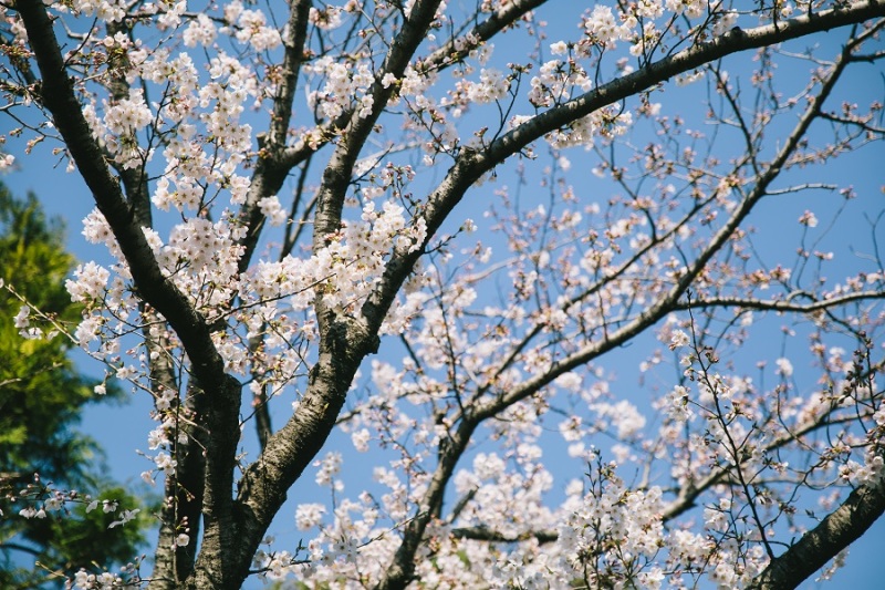 快晴と共に桜がお出迎え